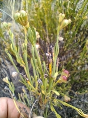 Menodora decemfida