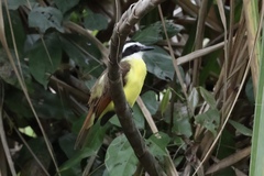 Pitangus sulphuratus