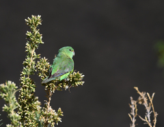 Psilopsiagon aurifrons