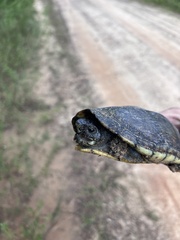 Kinosternon scorpioides scorpioides