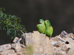 Psilopsiagon aurifrons