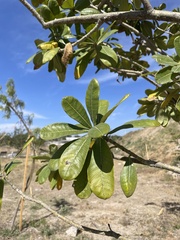 Cascabela ovata