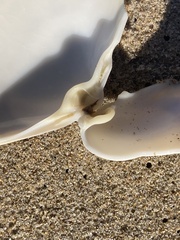 Mactromeris hemphillii