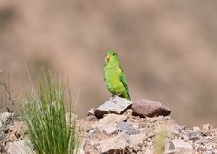 Psilopsiagon aurifrons