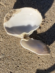 Mactromeris hemphillii