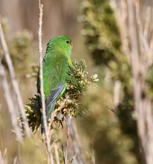 Psilopsiagon aurifrons