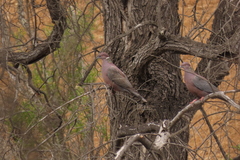 Patagioenas araucana