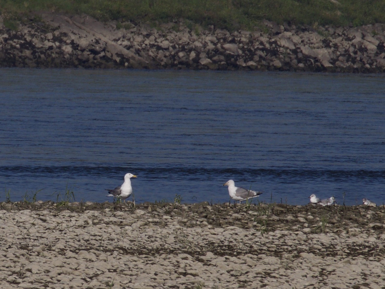 Caspian Gull
