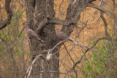Patagioenas araucana
