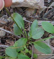 Valeriana occidentalis