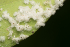 Aleurothrixus floccosus