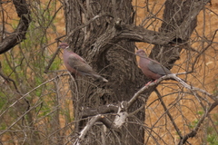 Patagioenas araucana