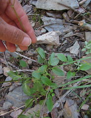 Valeriana occidentalis