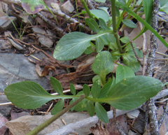 Valeriana occidentalis