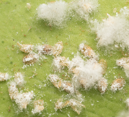 Woolly Whitefly photo 2