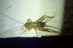 Gryllomorpha dalmatina