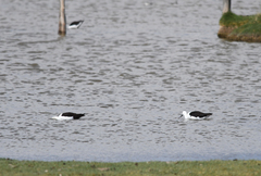 Recurvirostra andina