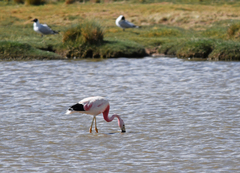 Phoenicoparrus andinus