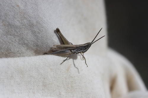 Obscure Grasshopper