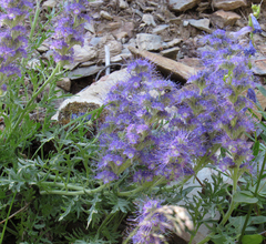 Phacelia sericea