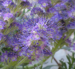 Phacelia sericea