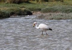 Phoenicoparrus jamesi