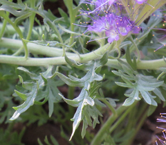 Phacelia sericea