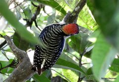 Melanerpes pucherani
