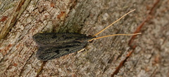 Lecithocera nigrana