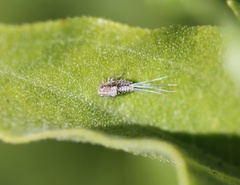 Danepteryx