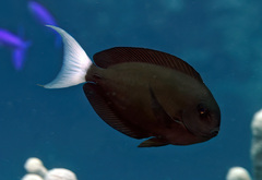 Acanthurus thompsoni