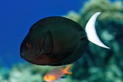 Acanthurus thompsoni