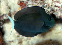 Acanthurus thompsoni