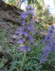 Phacelia sericea
