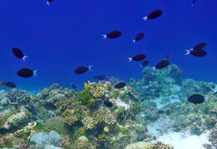 Acanthurus thompsoni