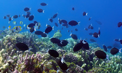 Acanthurus thompsoni