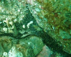 Gnathophyllum panamense