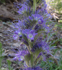 Phacelia sericea