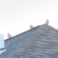 Zenaida macroura carolinensis