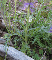 Phacelia sericea
