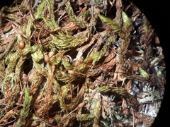 Macromitrium longipes