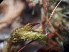 Macromitrium longipes