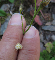 Antennaria racemosa