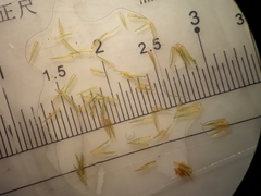 Macromitrium longipes