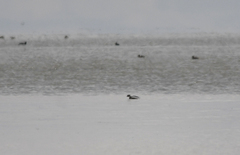 Podiceps occipitalis