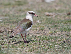 Vanellus resplendens