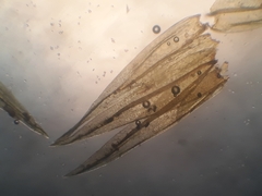 Macromitrium longipes