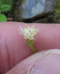 Antennaria racemosa