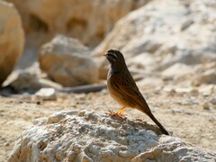 Emberiza striolata