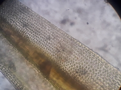 Macromitrium longipes